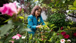 GROWING SUCCESS: Nasim Parveen, who works at B.U.’s Stone Science Library, has been honored for her home gardens.